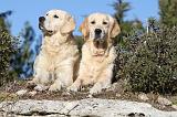 GOLDEN RETRIEVER 566